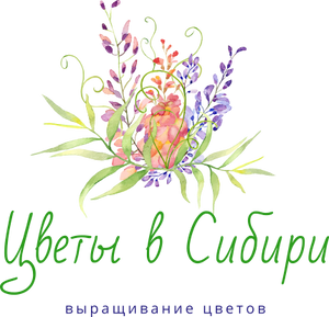 Выращивание однолетних цветов в Сибири